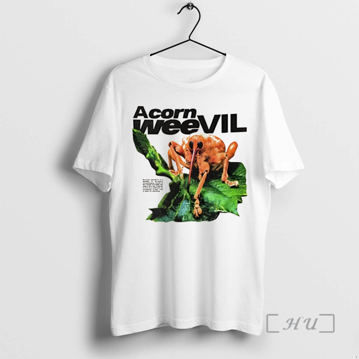 Officials Acorn Weevil Stare Christmas